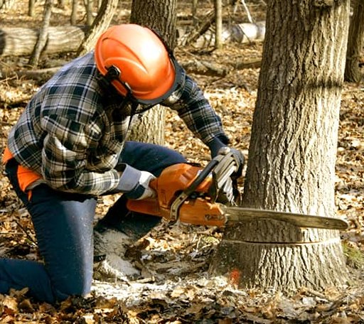 Tree Removal in Washington Island, WI